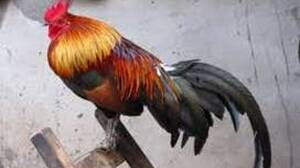 10. novembris – Mārtiņdiena