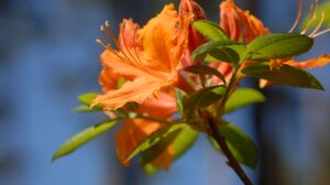 Babītē zied rododendri