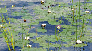 Jāņi pie un uz Ludzas ezeriem