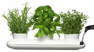 Pirmais Garšaugu festivāls Latvijā