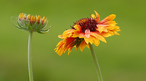 Saulgriežu noskaņa Latgalē 2011