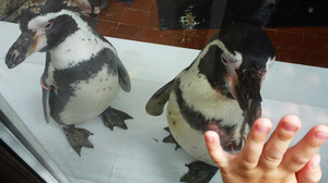 Pingvīni atkal Rīgas ZOO